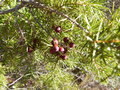 vignette Juniperus oxycedrus (fruits)