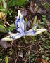 vignette Iris reticulata 'Katharina Hodgkin' - Iris rticul