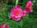 vignette Camlia ' CRIMSON CANDLES ' camellia hybride
