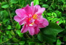 vignette Camélia ' FRAGRANT PINK ' camellia hybride , parfumé