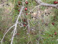 vignette Juniperus ocycedrus (fruits)