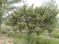 vignette Juniperus oxycedrus /genvrier cade