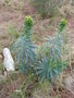 vignette Euphorbia chariacias