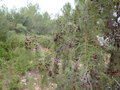 vignette Juniperus oxycedrus /genvrier cade