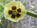 vignette Physalis heterophylla (fleur)