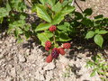 vignette Rubus fruticosus
