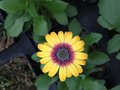 vignette Osteospermum 'Blue Eyed Beauty'