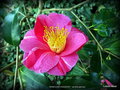 vignette Camélia ' MOMOJI-NO-HIGURASHI ' camellia japonica