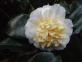 vignette Camellia 'Brushfield Yellow'