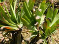 vignette Aloe plicatilis