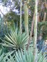 vignette Yucca aloifolia 'Variegata'