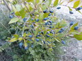 vignette myrtus communis (fruits)
