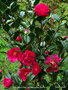 vignette Camélia ' ILLUMINATION ' camellia hybride williamsii