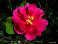 vignette Camélia ' ILLUMINATION ' camellia hybride williamsii