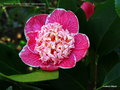 vignette Camélia ' SANPEI-STUBAKI ' camellia japonica , mutation