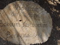 vignette Echium fastuosum