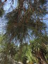 vignette Casuarina equisetifolia