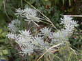 vignette Euphorbia characias 'Silver Swan'