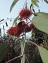 vignette Eucalyptus leucoxylon 'Rosea'
