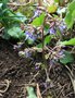 vignette Trachystemon orientalis = Borago orientalis - Bourrache du Caucase