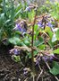 vignette Trachystemon orientalis = Borago orientalis - Bourrache du Caucase