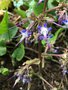 vignette Trachystemon orientalis = Borago orientalis - Bourrache du Caucase