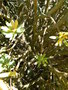 vignette Euphorbia dendroides
