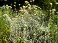 vignette Helichrysum petiolare