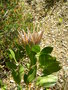 vignette Protea sp