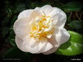 vignette Camélia ' Mrs D. W. DAVIS ' camellia japonica
