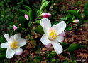 vignette Camélia ' FESTIVAL OF LIGTS ' camellia hybride