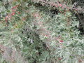 vignette Rhagodia spinescens