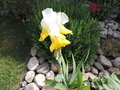 vignette Iris germanica 'Pinnacle'