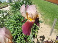 vignette Iris germanica 5