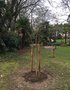 vignette Grevillea robusta - Chêne soyeux d'Australie