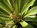 vignette Yucca gloriosa 'Variegata'