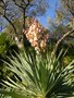 vignette Yucca gloriosa