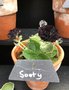 vignette Primula auricula 'Sooty'