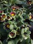 vignette Primula polyanthus 'Gold Laced Jack in the green'