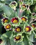 vignette Primula polyanthus 'Gold Laced Jack in the green'