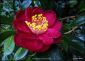 vignette Camélia ' JEAN RENAUD ' camellia japonica