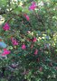 vignette Fuchsia microphylla