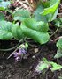 vignette Trachystemon orientalis = Borago orientalis - Bourrache du Caucase