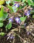 vignette Trachystemon orientalis = Borago orientalis - Bourrache du Caucase