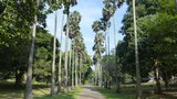 vignette palmier Borassus flabellifer