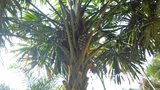 vignette palmier Borassodendron machadonis