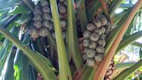 vignette palmier Borassodendron machadonis fruits