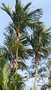 vignette palmier Cyrtostachys renda