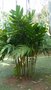 vignette palmier Pinnanga kuhlii