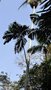 vignette palmier Ptychosperma sanderianum